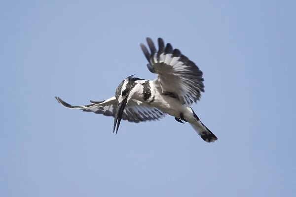 Pied Kingfisher (Ceryle rudis) adult male, in flight, hovering whilst fishing, Gambia, February