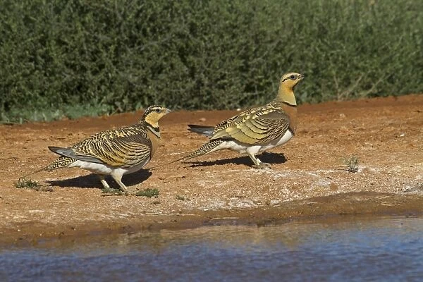 Pin-tailed Sandgrouse (Pterocles alchata) adult male and juvenile male, standing at edge of pool, Aragon, Spain, july