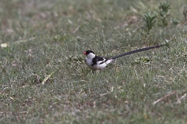Pin tailed Whydah male