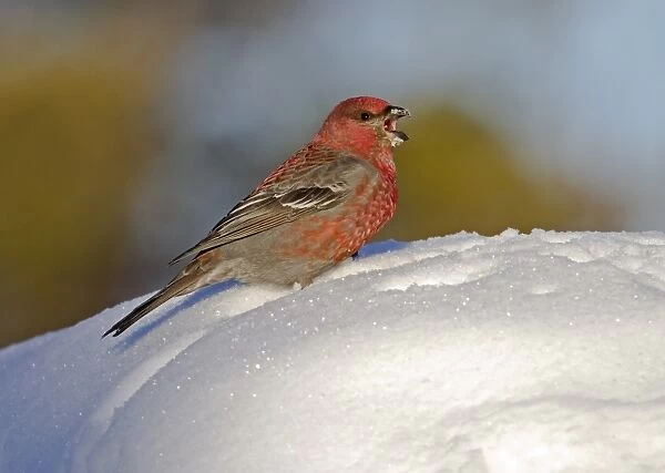 Pine Grosbeak (Pinicola enucleator) adult male, calling, standing on snow, Finnish Lapland, Finland, march