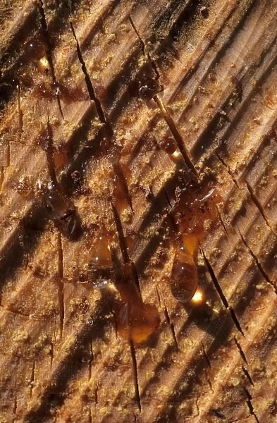 Pine (Pinus sp. ) resin, sap seeping from felled timber, Sweden