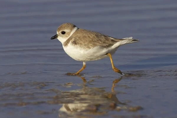 Piping Plover (Charadrius melodus) adult, winter plumage, running across mudflats, Marco Island, Florida, U. S. A