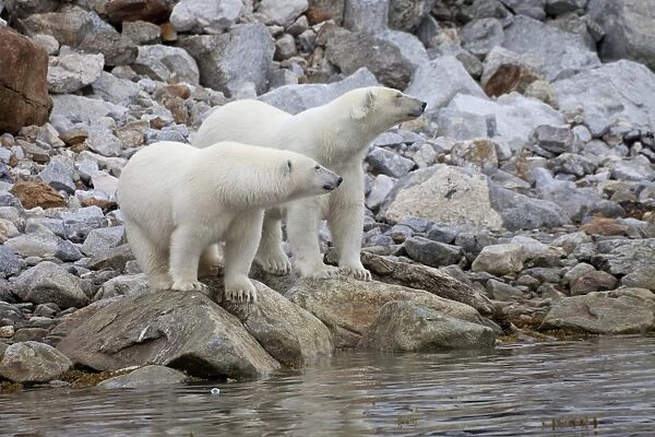Polar Bear (Ursus maritimus) two adults, standing on rocks at edge of water, Spitsbergen, Svalbard, september