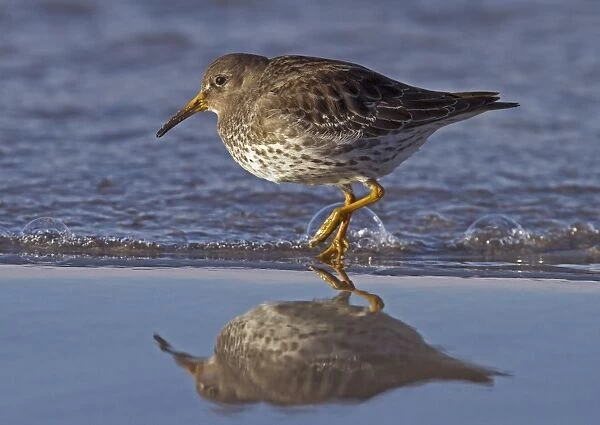 Purple Sandpiper (Calidris maritima) adult, winter plumage, walking at edge of tideline with reflection, Northern Norway, march