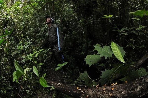 Ranger patrolling in montane rainforest habitat, Nyungwe Forest N. P. Rwanda, october