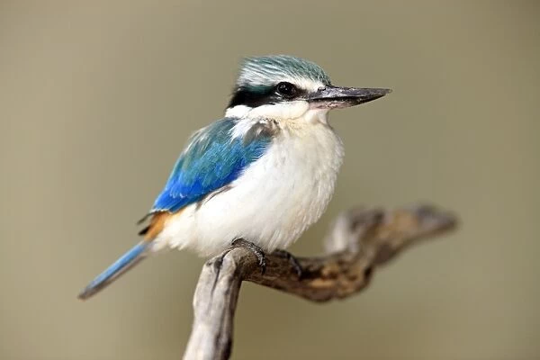 Red-backed Kingfisher (Todiramphus pyrrhopygius) adult, perched on branch, Outback, Northern Territory, Australia