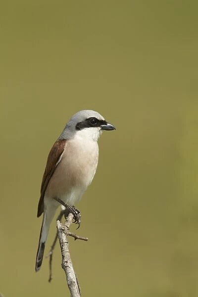 Red-backed Shrike (Lanius collurio) adult male, perched on twig, Bulgaria