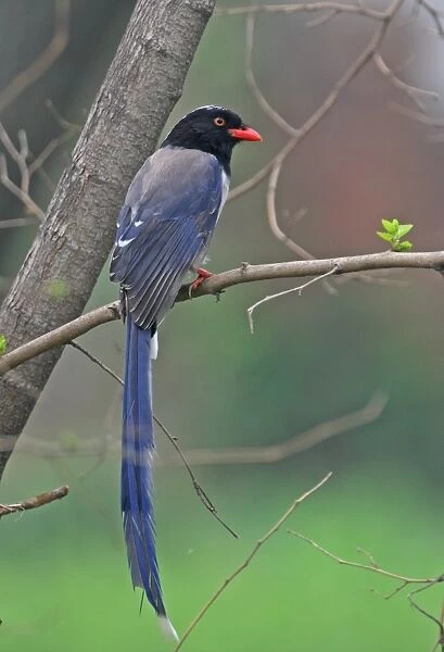 Red-billed Blue Magpie (Urocissa erythrorhyncha brevivexilla) adult, perched on branch, Beidaihe, Hebei, China, may