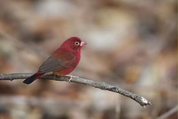 Red-billed Firefinch (Lagonosticta senegala) adult male, perched on twig, Gambia, january