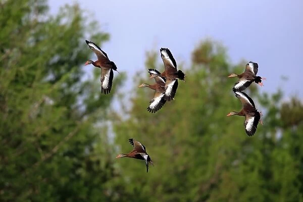 Red-billed Whistling-duck (Dendrocygna autumnalis) six adults, in flight, Wakodahatchee Wetlands, Delray Beach
