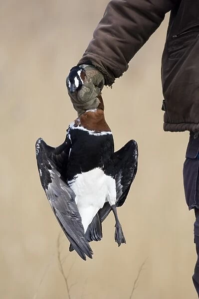 Red-breasted Goose (Branta ruficollis) dead adult, hunter holding illegally shot bird, Bulgaria, february