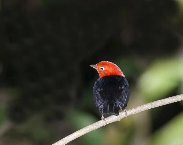 Red-capped Manakin (Pipra mentalis ignifera) adult male, perched on twig, Soberiana N. P. Panama