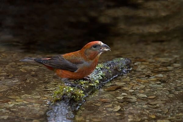 Red Crossbill (Loxia curvirostra) adult male, drinking at stream, Wales, march
