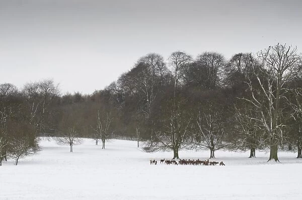 Red Deer (Cervus elaphus) herd, standing in snow covered parkland habitat, Wollaton Hall, Wollaton Park, Nottingham