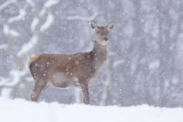 Red Deer (Cervus elaphus) hind, standing in snow during snowfall, Yorkshire, England, december