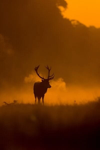 Red Deer (Cervus elaphus) mature stag, with breath condensing in cold air