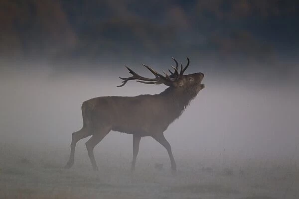 Red Deer (Cervus elaphus) stag, roaring in mist during rutting season, Helmingham Hall Deer Park, Suffolk, England, october