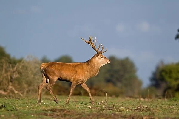 Red Deer (Cervus elaphus) stag, walking, during rutting season, Minsmere RSPB Reserve, Suffolk, England, october