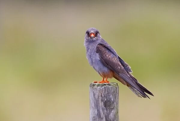 Red-footed Falcon (Falco vespertinus) immature male, vagrant, perched on post, Waxham, Norfolk, England, June