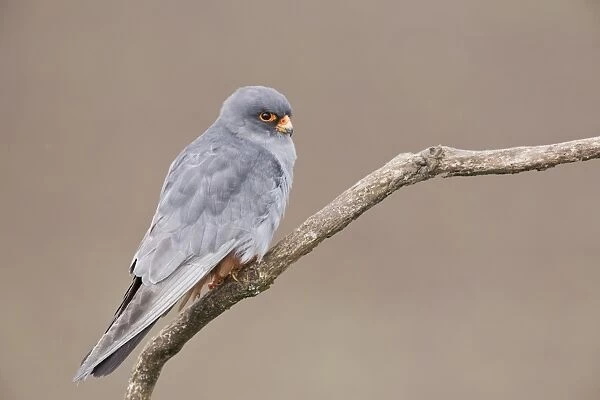 Red-footed Falcon (Falco vespertinus) adult male, perched on branch, Hortobagy N. P. Hungary, April