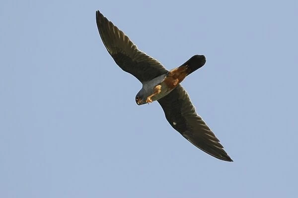 Red-footed Falcon (Falco vespertinus) adult male, in flight, feeding in mid-air, Lemnos, Greece, April