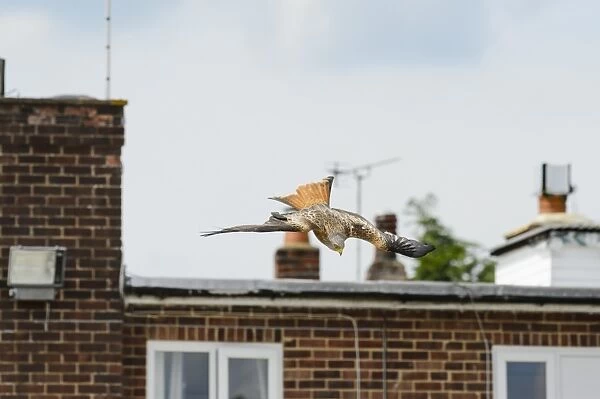 Red Kite (Milvus milvus) adult, in flight, being fed leftover food at roadside cafe, Chilterns, Buckinghamshire