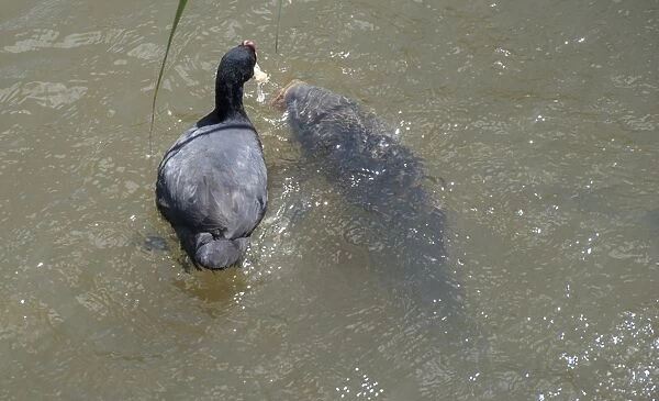 Red-knobbed Coot (Fulica cristata) adult, competing for food with Common Carp (Cyprinus carpio)
