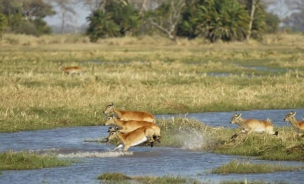 Red Lechwe (Kobus leche leche) adult females and calves, running and jumping through water in wetland habitat