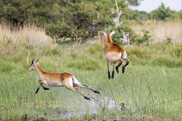 Red Lechwe (Kobus leche leche) immature males, running and jumping in wetland, Okavango Delta, Botswana
