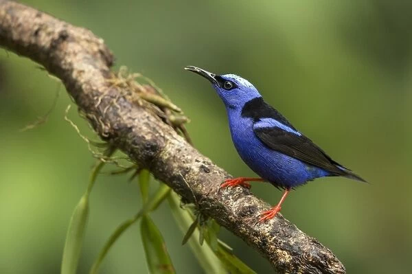 Red-legged Honeycreeper (Cyanerpes cyaneus) adult male, feeding, perched on branch, Costa Rica, March