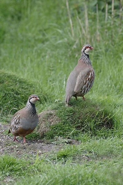 Red-legged Partridge (Alectoris rufa) two adults, standing in field, Warwickshire, England, May