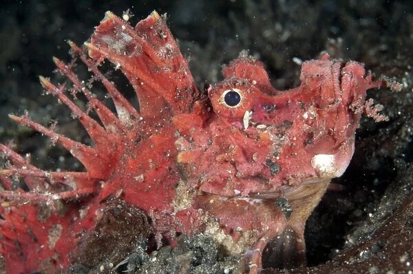Red Spiny Devilfish (Inimicus didactylus) adult, close-up of head, at night, Lembeh Straits, Sulawesi, Sunda Islands