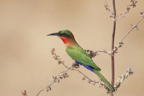 Red-throated Bee-eater (Merops bullocki) adult, perched on stem, Gambia, February