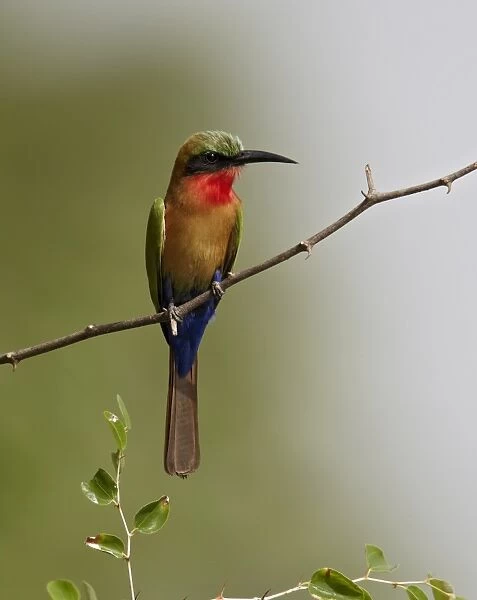 Red-throated Bee-eater (Merops bulocki) adult, perched on twig, Niokolo-Koba, Senegal, february