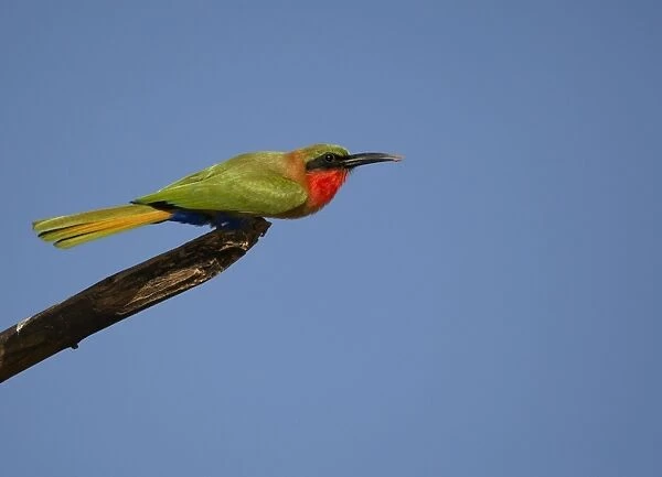 Red-throated Bee-eater (Merops bulocki) adult, perched on branch, Niokolo-Koba, Senegal, october