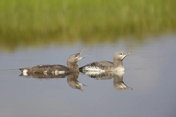 Red-throated Diver (Gavia stellata) two mature chicks, at different stages of development, swimming, Finland