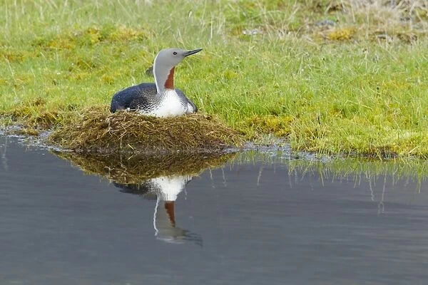 Red-throated Diver (Gavia stellata) adult, breeding plumage, sitting on nest at edge of water, Iceland, June