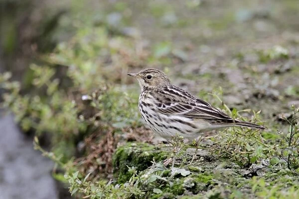 Red-throated Pipit (Anthus cervinus) adult, non-breeding plumage, standing in vegetable field, Long Valley