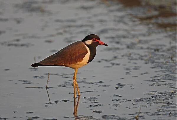 Red-wattled Lapwing (Vanellus indicus atronuchalis) adult, standing in shallow water, Thailand, february