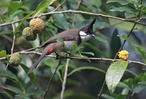 Red-whiskered Bulbul (Pycnonotus jocosus) adult, perched on twig in fruiting bush, Hong Kong, China, march