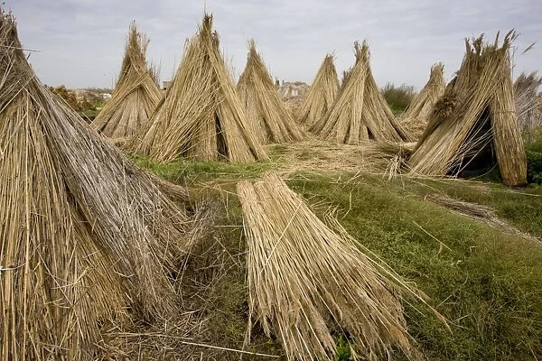 Reed cutting, bundles of cut reed in reedcutters yard, Hortobagy N. P. Great Plain, Eastern Hungary, october