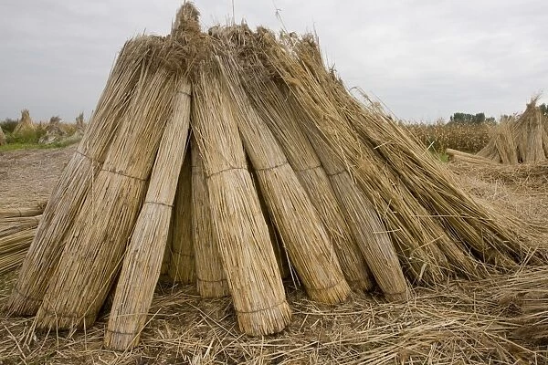 Reed cutting, bundles of cut reed in reedcutters yard, Hortobagy N. P. Great Plain, Eastern Hungary, october