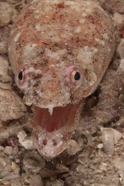 Reptilian Snake Eel (Brachysomophis henshawi) adult, with mouth open, close-up of head, Mabul Island, Sabah, Borneo