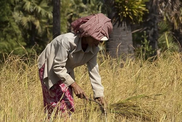 Rice (Oryza sativa) crop, woman farmer cutting rice with scythe, Angkor, Siem Riep, Cambodia