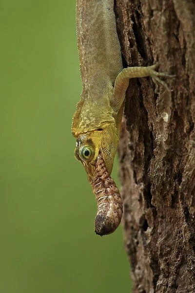 Richards Anole (Anolis richardii) introduced species, adult, feeding on insect grub, Tobago, Trinidad and Tobago, April