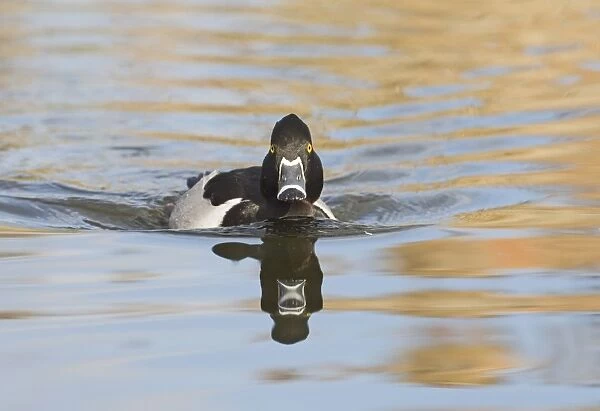 Ring-necked Duck (Aythya collaris) adult male, swimming, New Mexico, U. S. A. winter