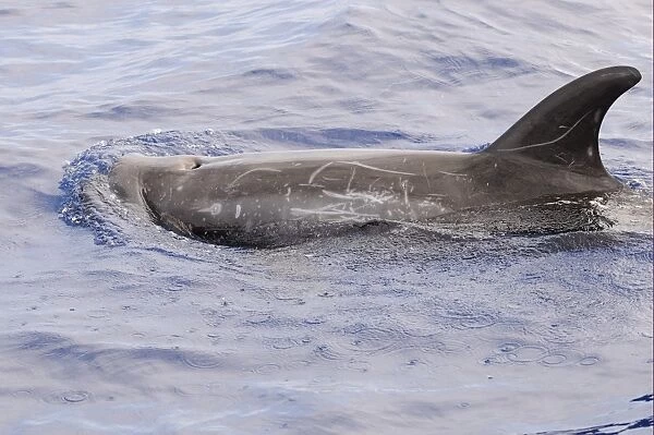 Rissos Dolphin (Grampus griseus) adult, blow-hole, dorsal fin and back of scarred individual, surfacing from water