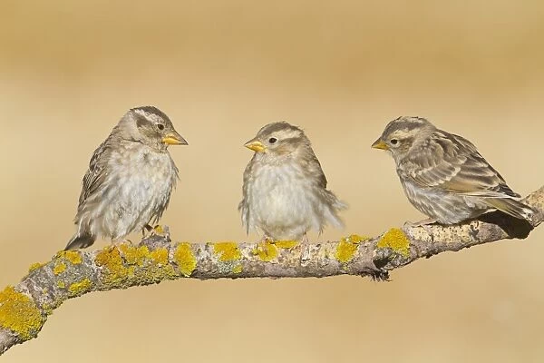 Rock Sparrow (Petronia petronia) adult and two juveniles, perched on twig, Northern Spain, july
