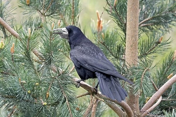 Rook (Corvus frugilegus) adult, with full crop, perched in pine tree, England, april