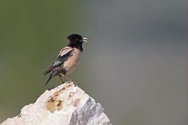 Rose-coloured Starling (Sturnus roseus) adult male, singing, perched on rock, Bulgaria, may